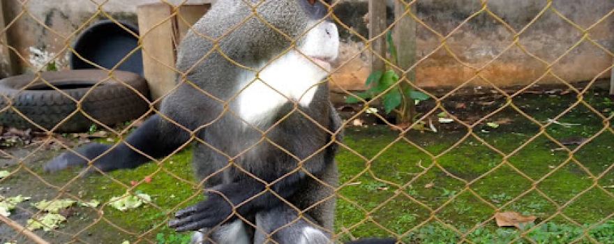 Mvog-Betsi Botanical Zoological Garden