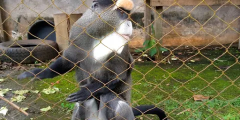 Mvog-Betsi 動物園