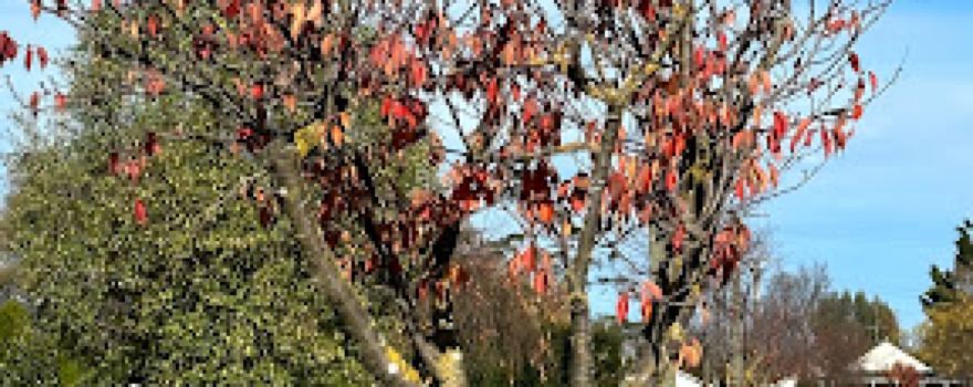 Majestic Tree