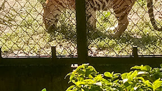 krishna temple jaitpur by( ashu pathak)