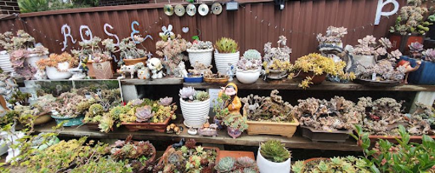 HP Succulents & Bonsai