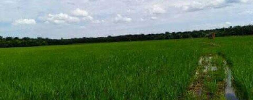 Lapangan Bola Kaki Desa Tanjung Damai