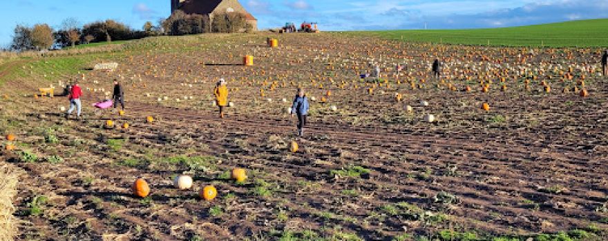 Pumpkin Patch