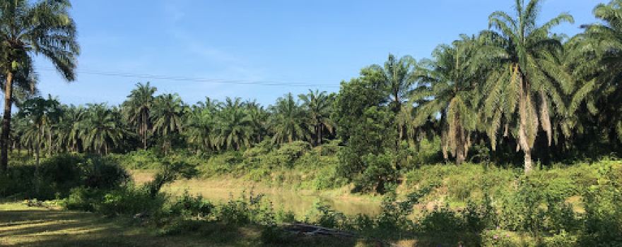 Sân cỏ nhân tạo Duy ĐAN