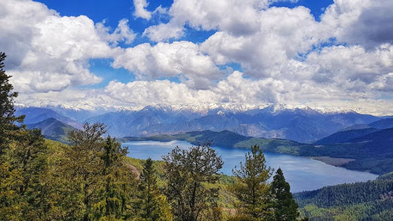 Walnut tree in Chhapru Village