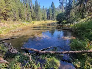 Spring Creek Headwaters