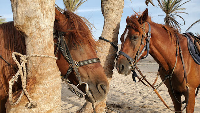 Ste Ennakhil Tourisme Djerba