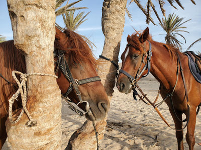 Djerba Activities Dreams : Ennakhil de Tourisme