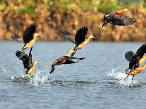 Jatinga Bird Watching Centre