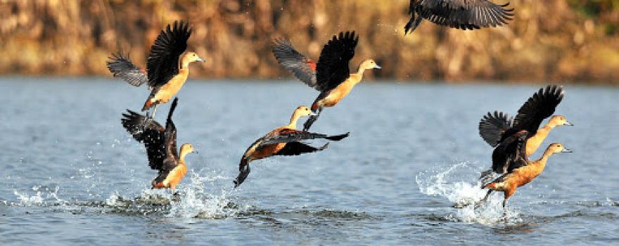 Jatinga Bird Watching Centre