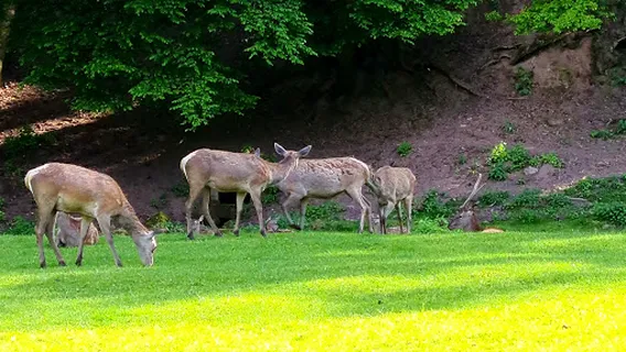 Rotwildgehege Hirsau