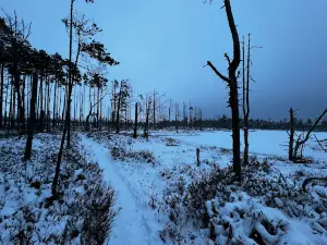 Cenas bog trail