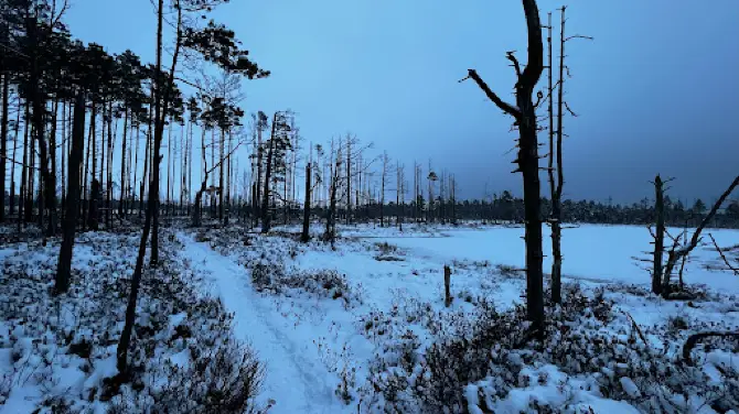 Cenas bog trail
