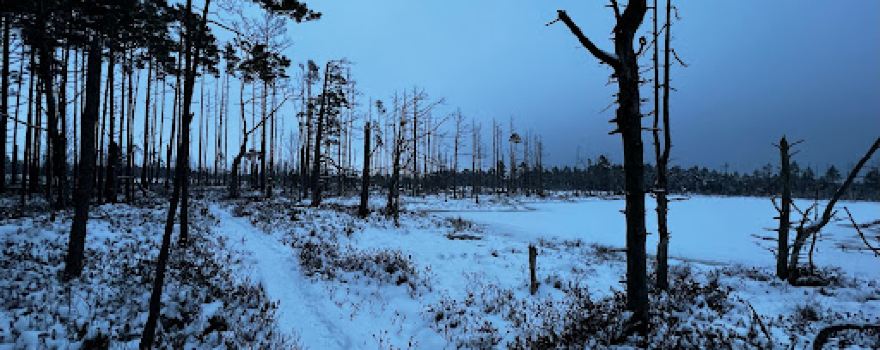 Cenas bog trail