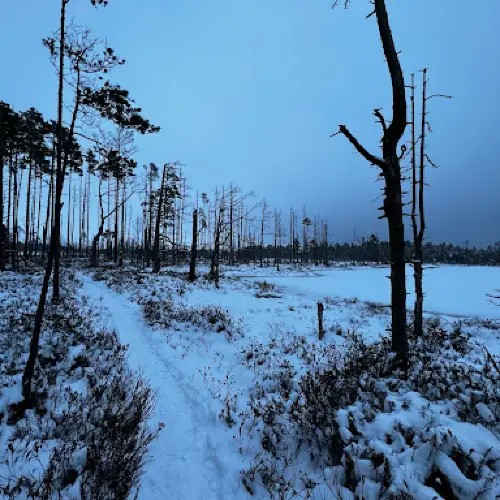 Cenas bog trail