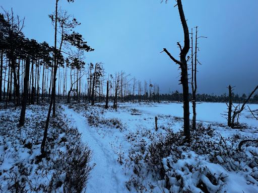 Cenas bog trail