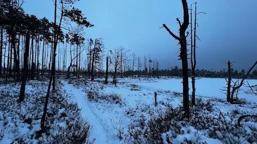 Cenas bog trail