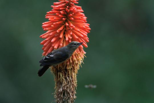 Santuario de colibríes