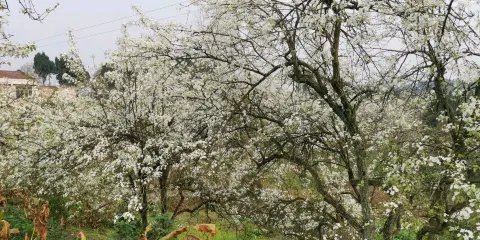 插花坪梨花觀賞點