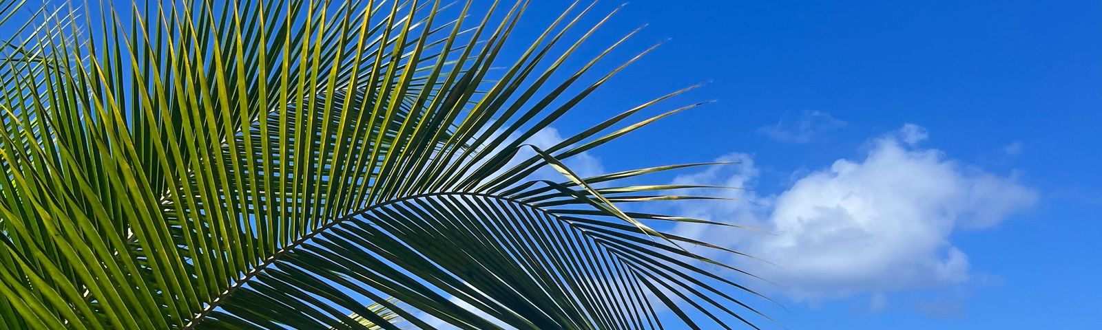 Монтего-БейОднодневные туры