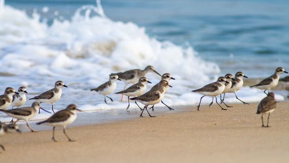Сасиайтлу Бич