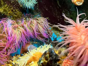 Aquarium Marin De Tregastel
