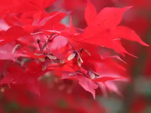 Botanical Garden