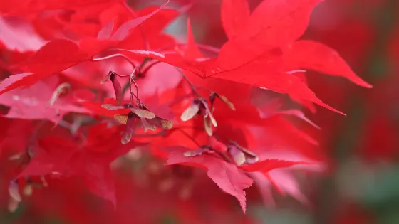 烏普薩拉植物園