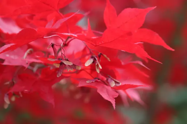 Botanical Garden