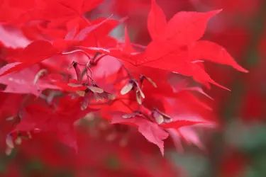 烏普薩拉植物園