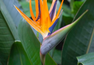 Centennial Conservatory