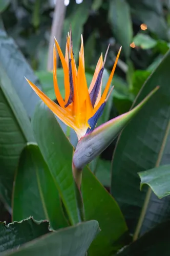 Centennial Botanical Conservatory