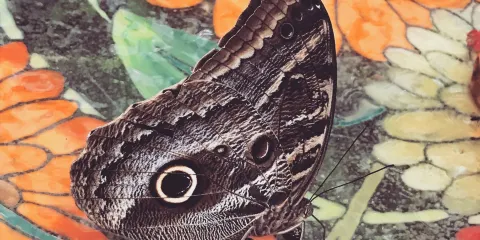 Bio Centro Iguazu