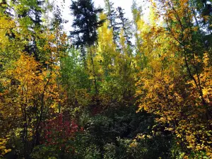 Ten Mile Lake Provincial Park