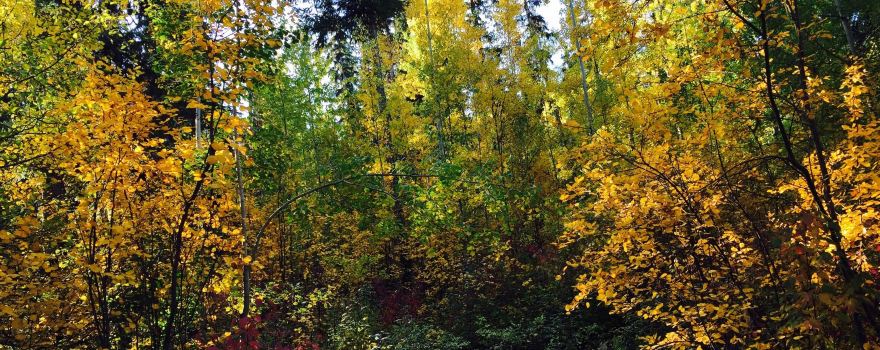 Ten Mile Lake Provincial Park