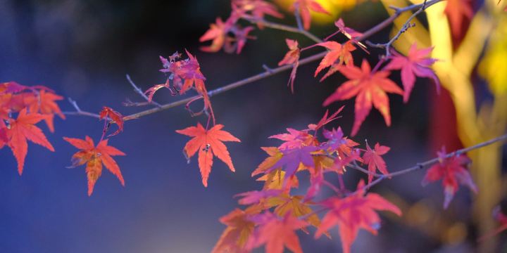 鍬山神社