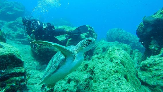 Kos Diving - Arian Diving Centre