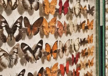 Entomological Museum