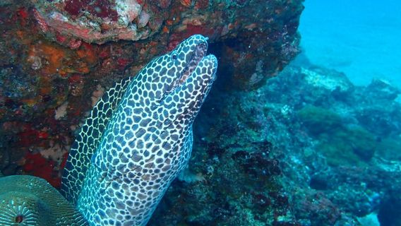 Kalpitiya Diving Center