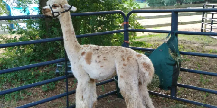 OnAgain OffAgain Farm