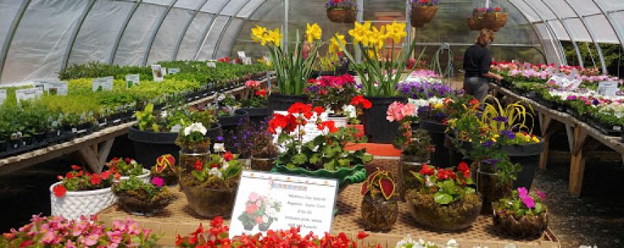 Ashton's Garden Centre