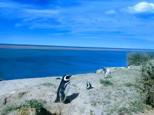 Pingüinos de Magallanes
