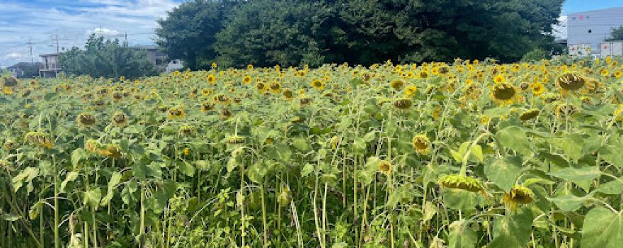 Hasuda Negane sunflower field