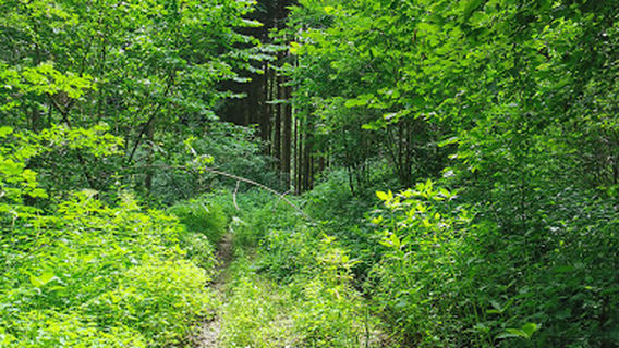 Biberschwelle