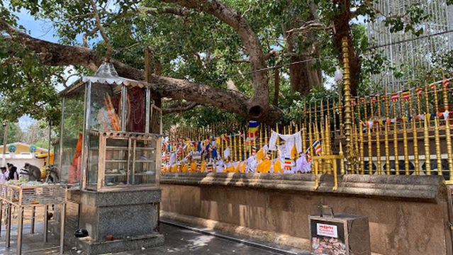Kataragama Sacred Bo Tree