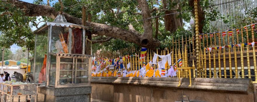 Kataragama Sacred Bo Tree