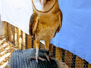 Belize Raptor Center