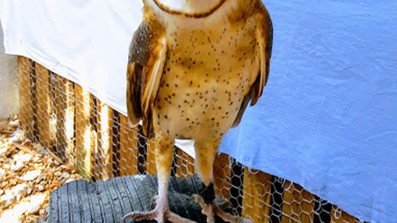 Belize Raptor Center
