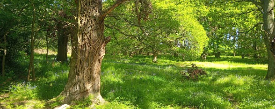 Honing Hideaway C&CC 5cs