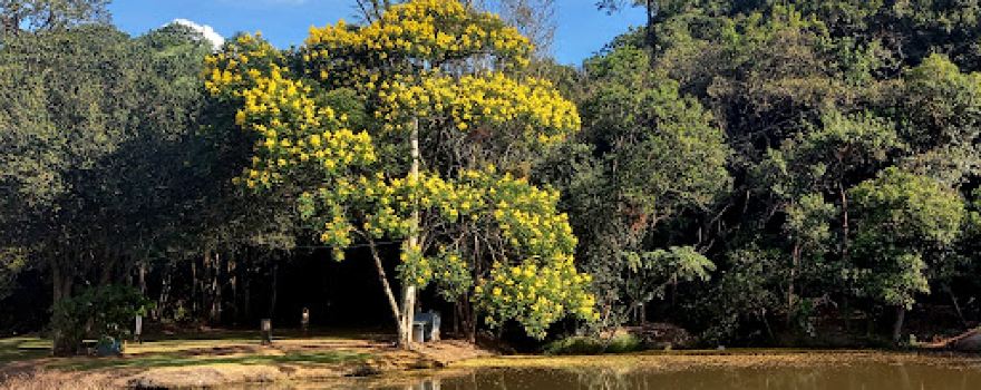 Horto Florestal - Town Lake